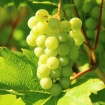 Grožđe