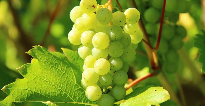 Grožđe