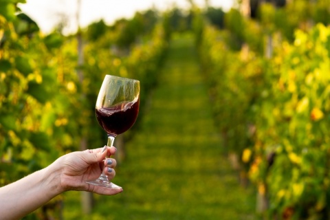 Vinogradi